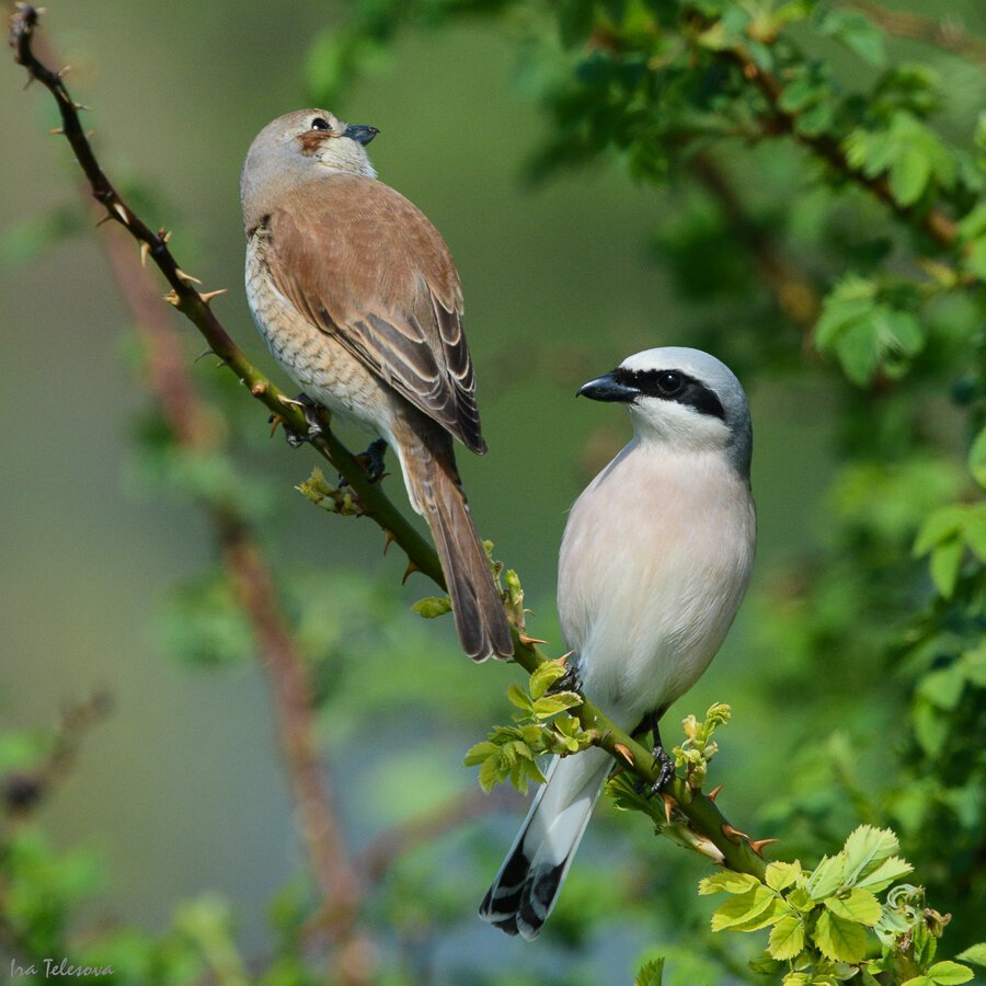 Птица сорокопут жулан