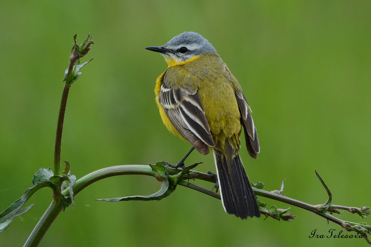 Дикие птицы Самарской области