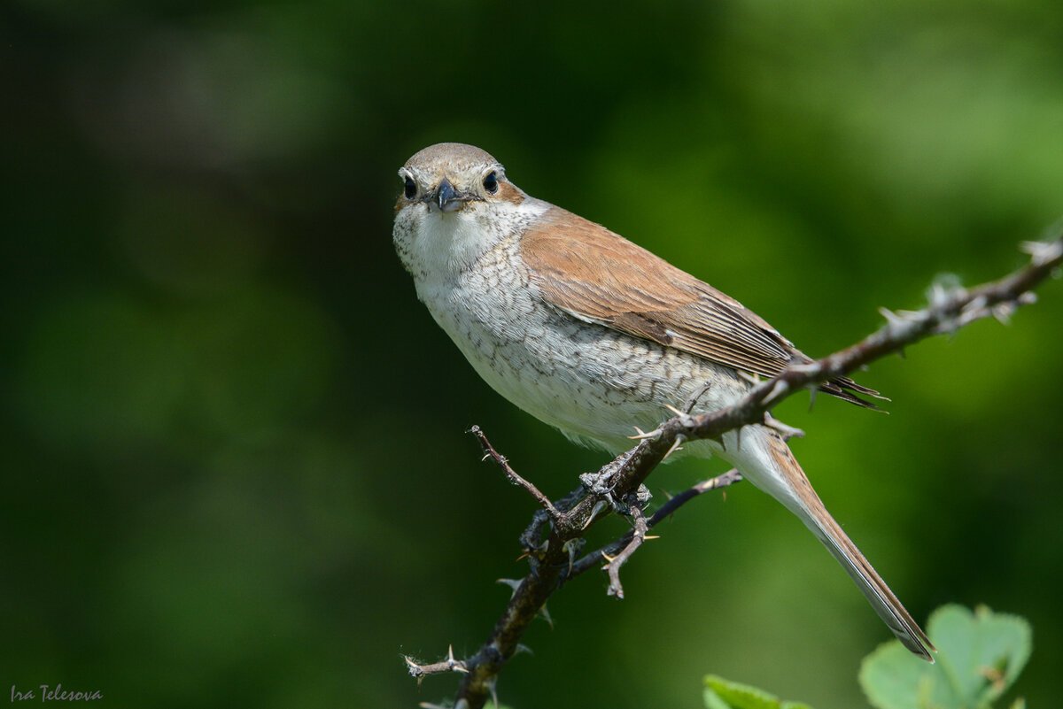 Сорокопут жулан самец