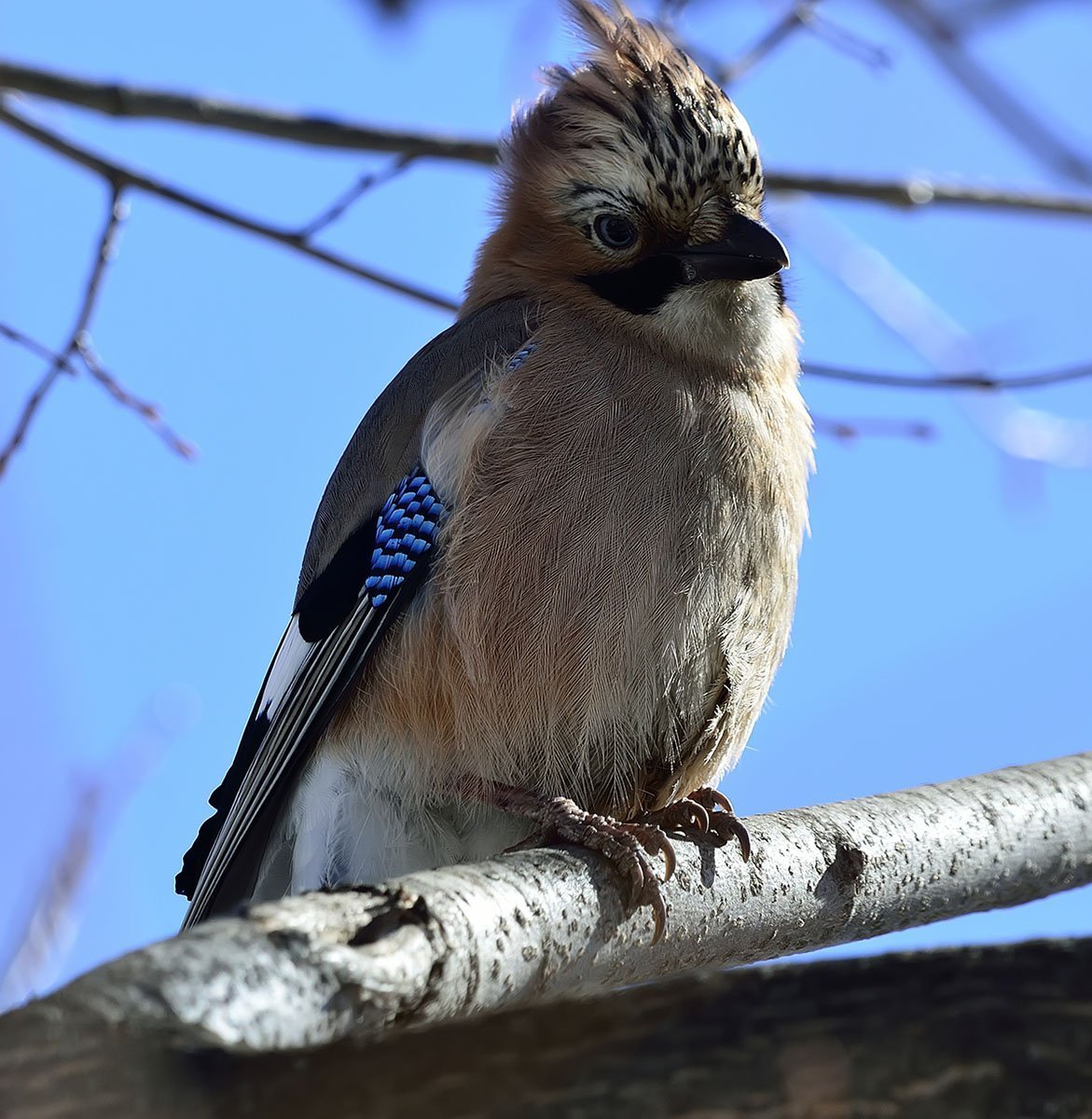 Птицы Воронежской области
