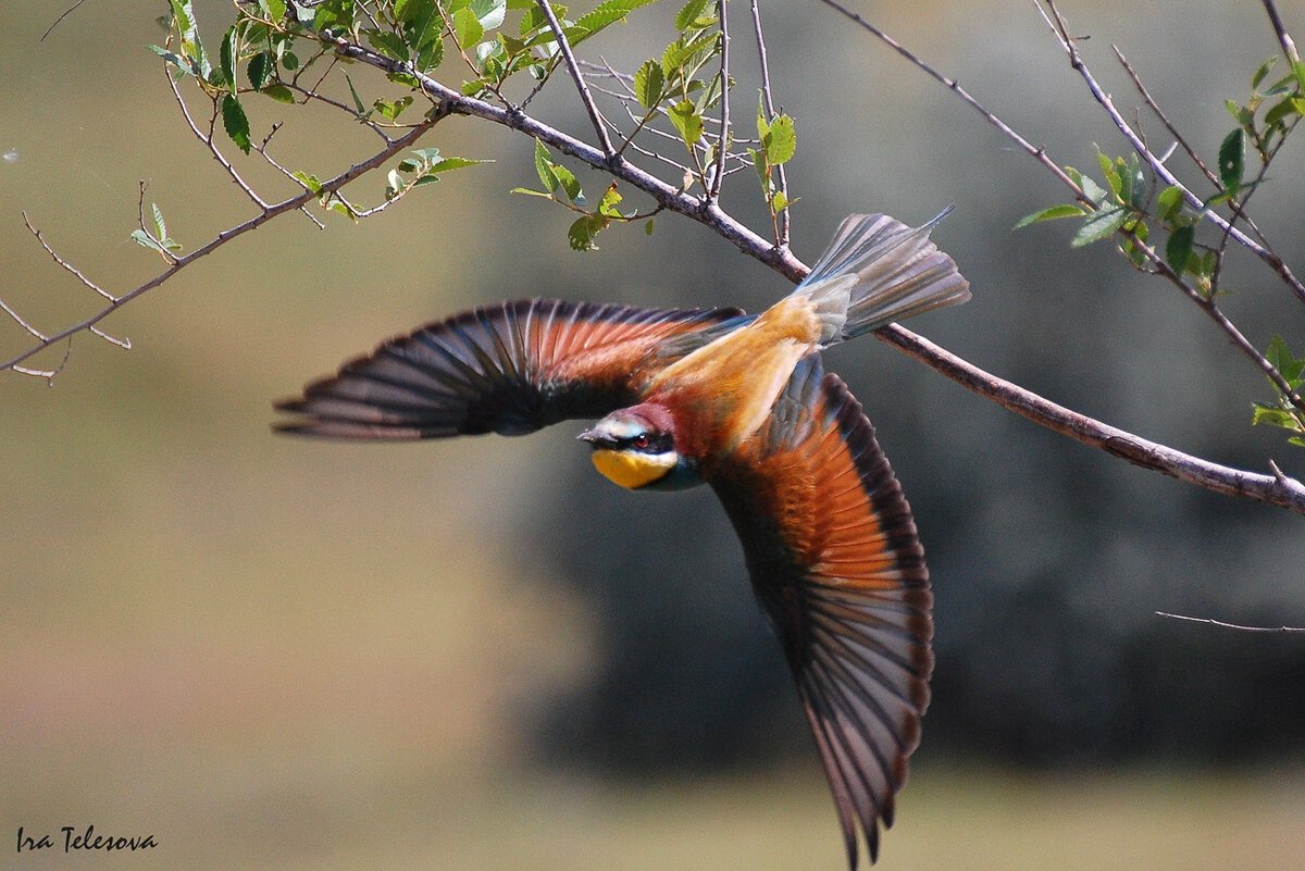 Золотистая щурка самка