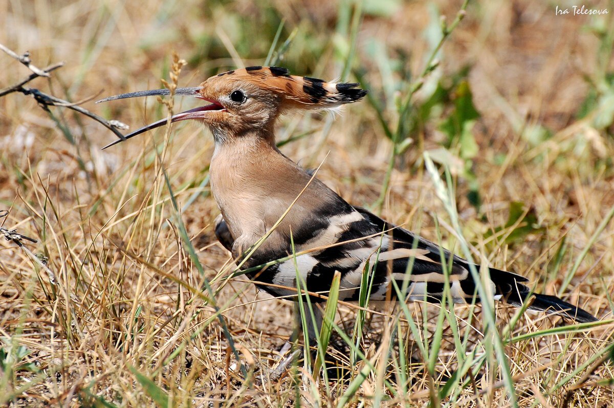 Удод в Саратовской области