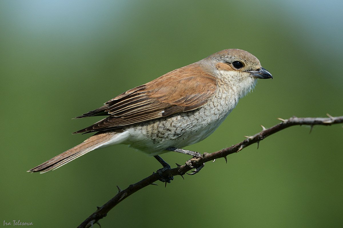 Обыкновенный жулан самка