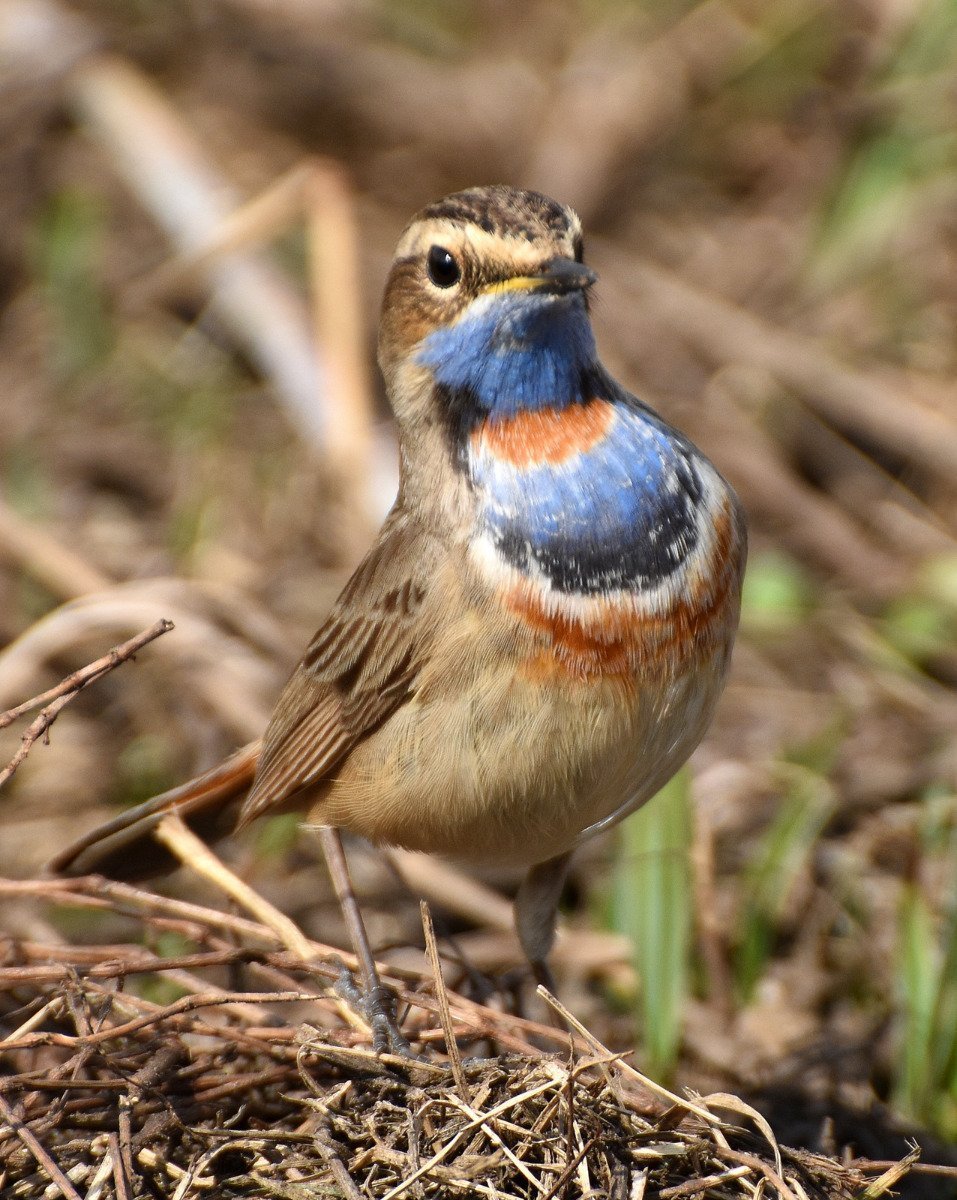 Варакушка певчая