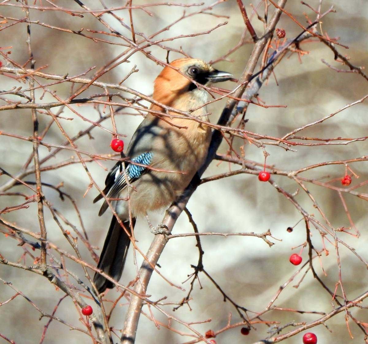 Сойка Читинская
