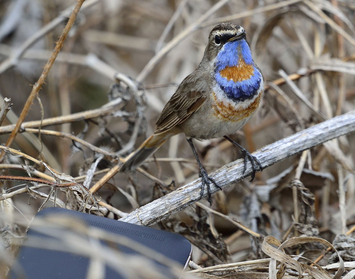 Лесные птицы среднего Поволжья