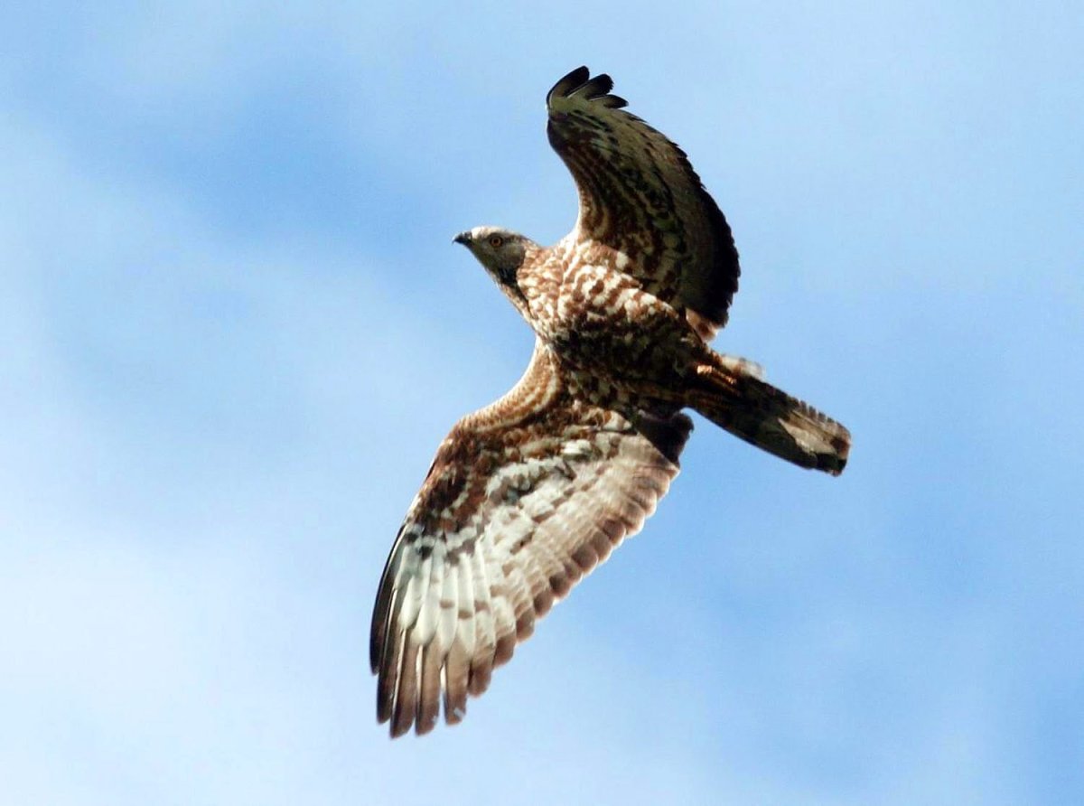 Хищные птицы Чапаевска