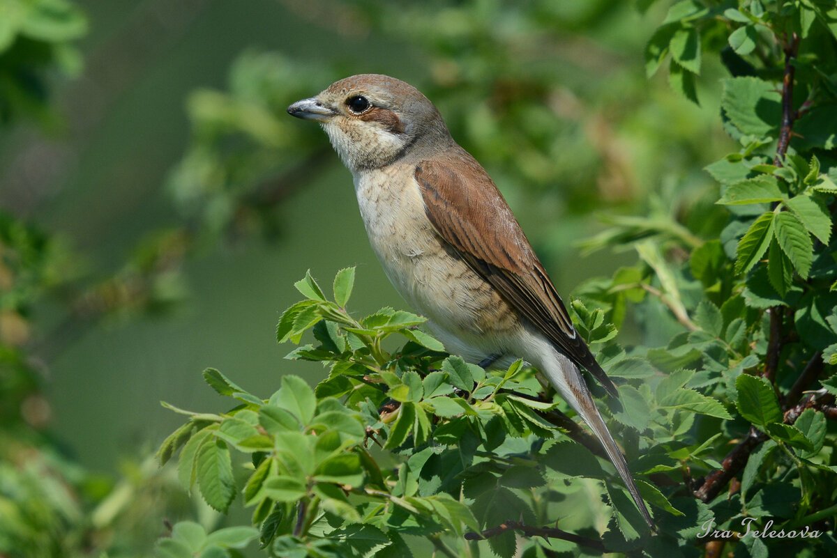 Дикие птицы Самарской области