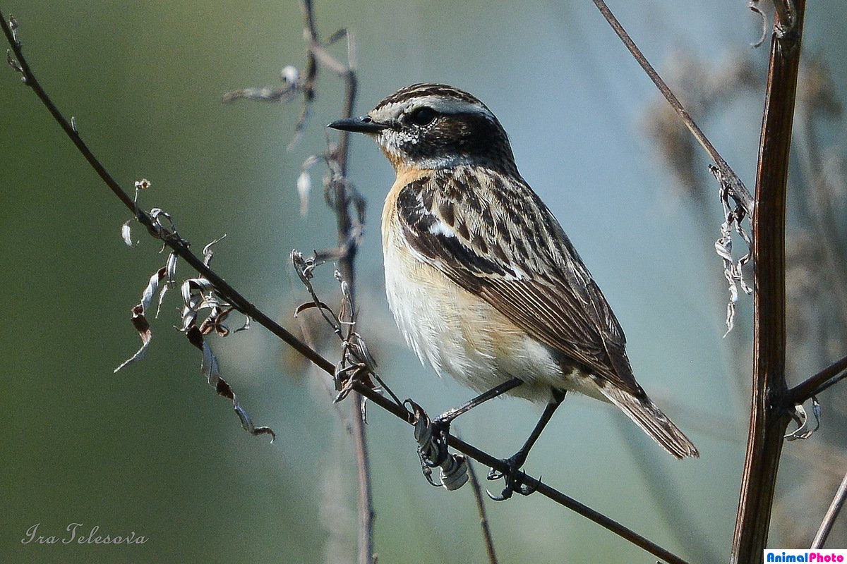 Луговой чекан самка самка