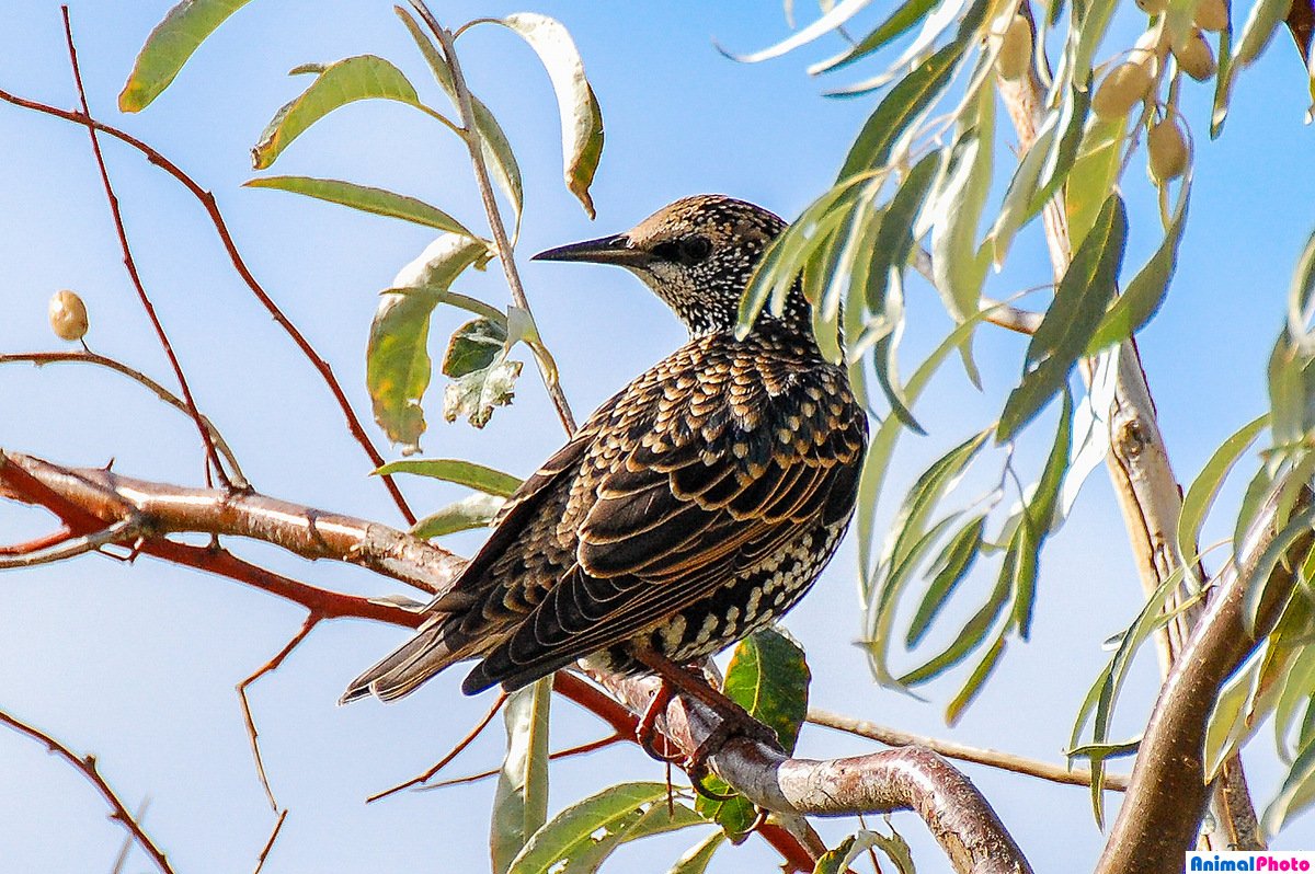 Обыкновенный скворец певчая птичка