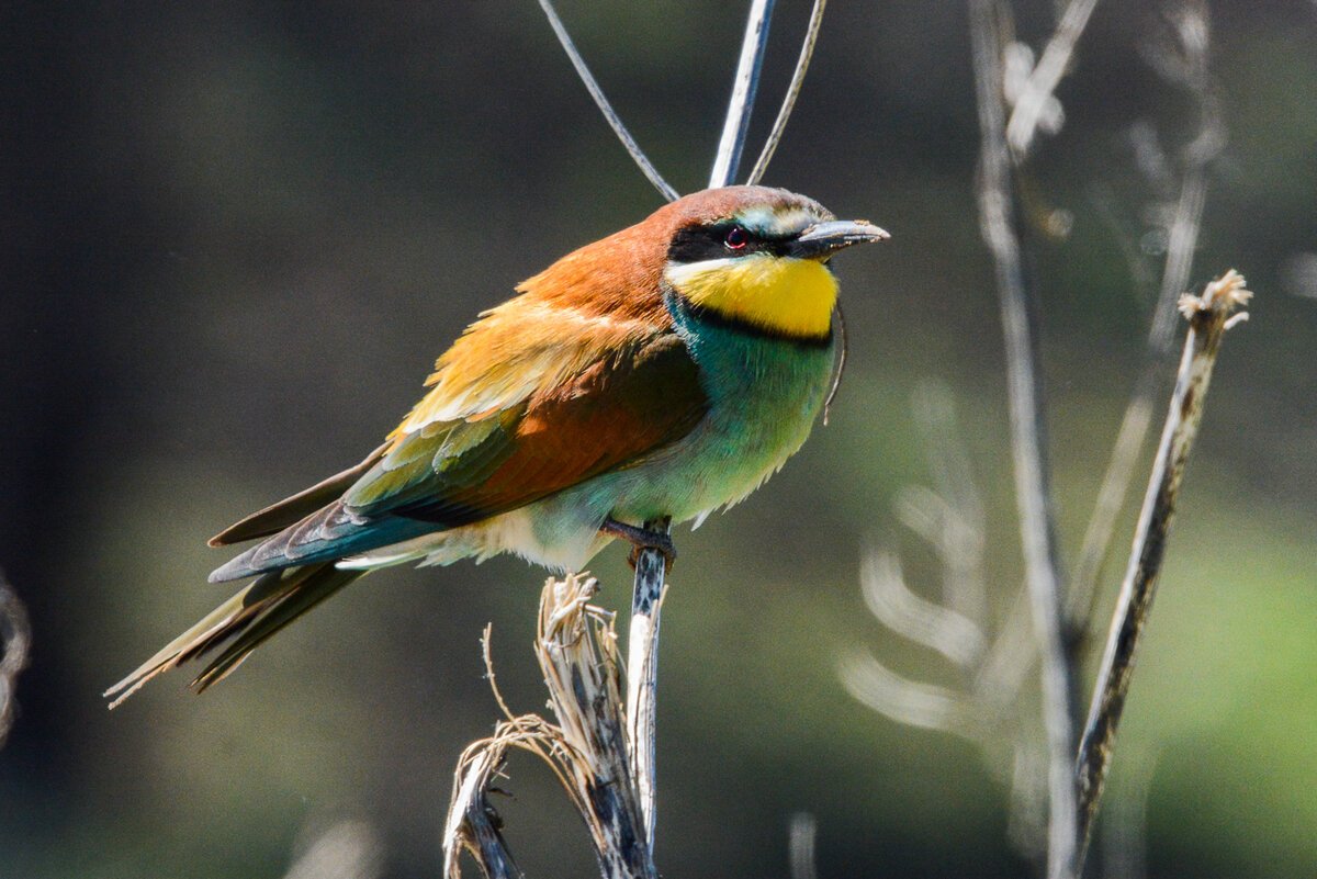 Белолобая щурка