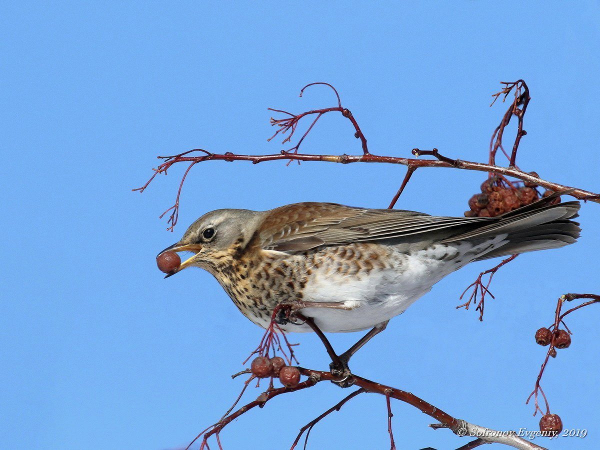 Дрозд рябинник самка и самец