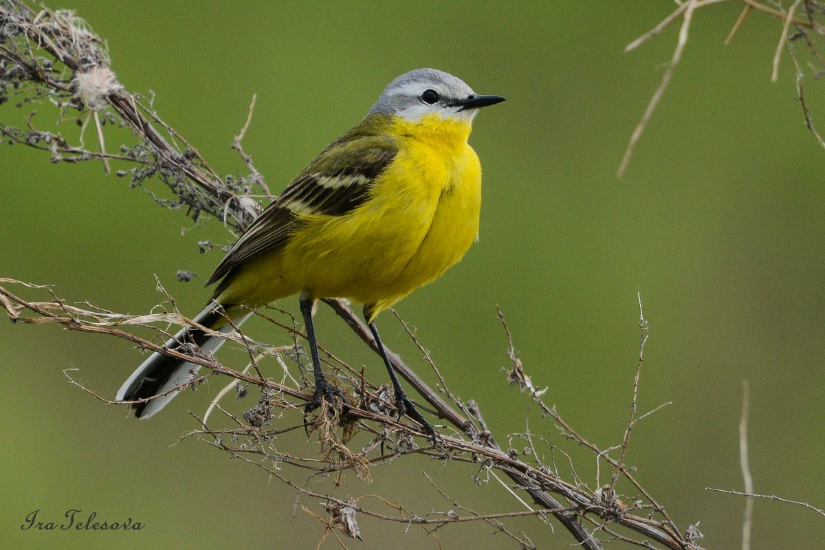 Трясогузка Плиска