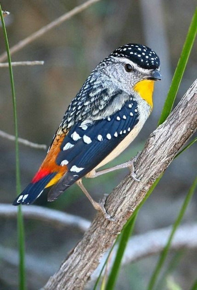 Птица spotted Pardalote