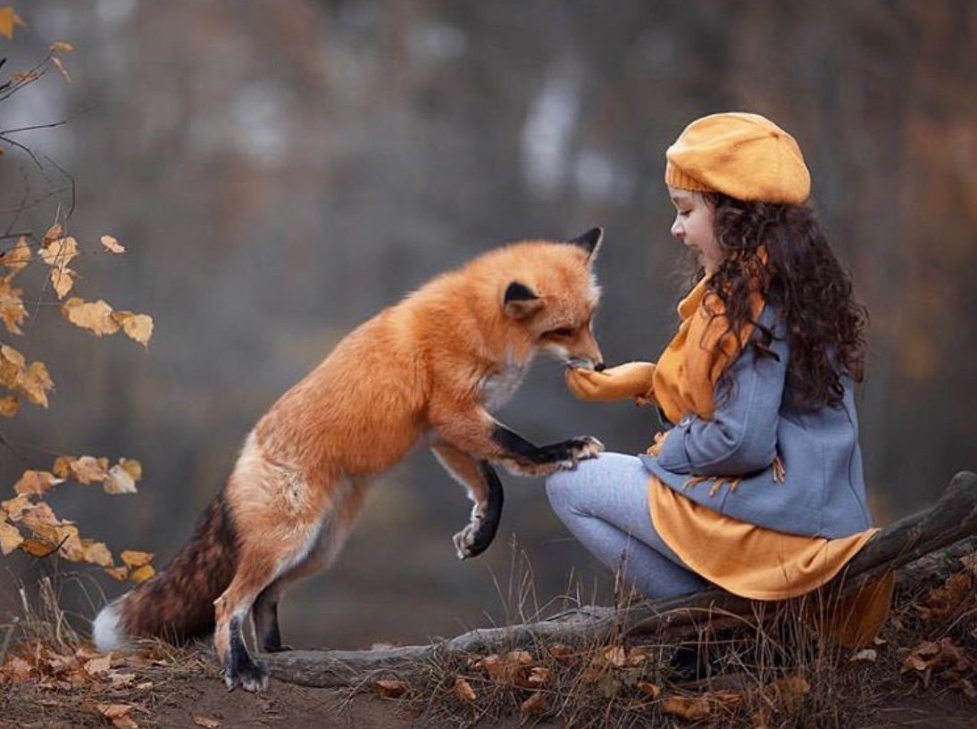 Лисенок и человек