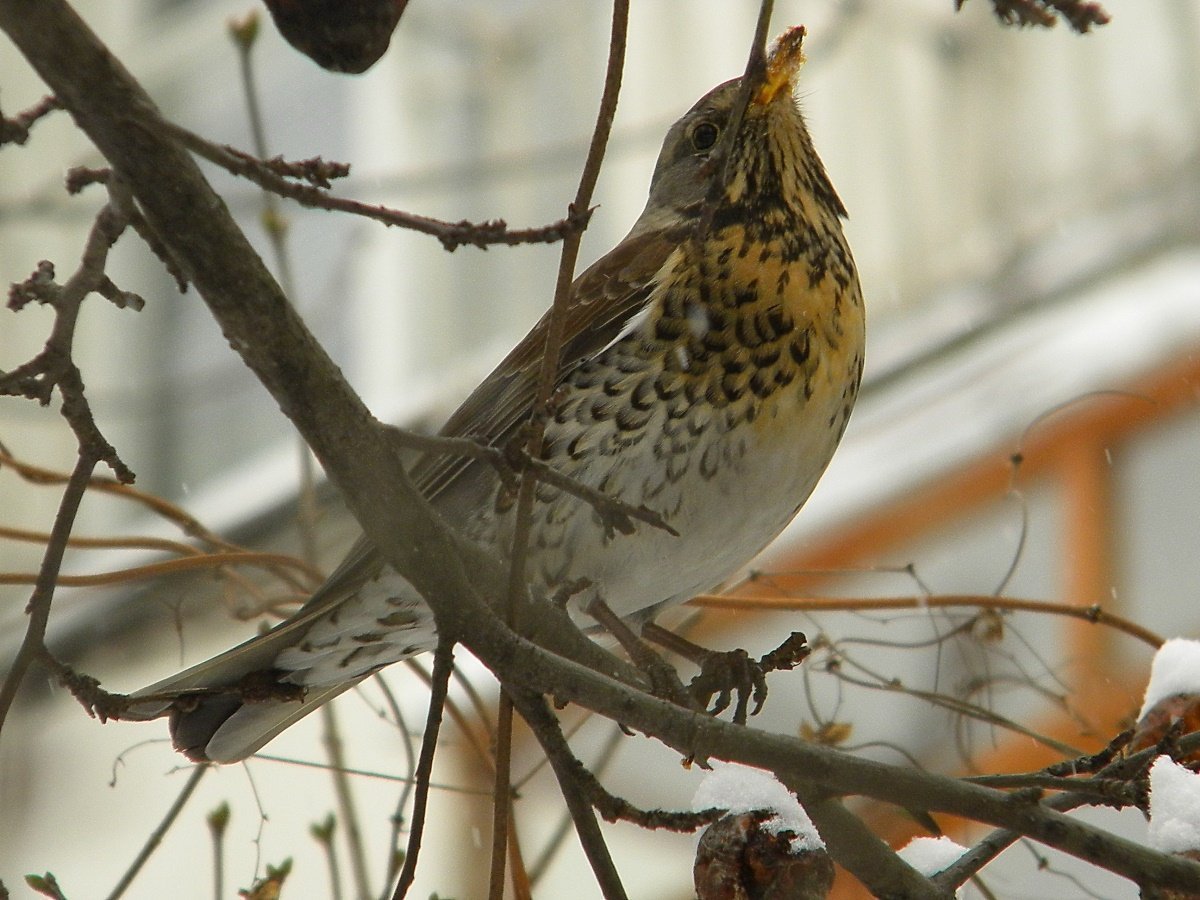 Дрозд Уральский