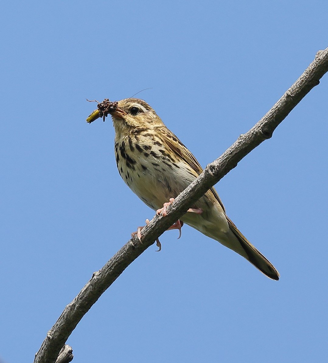 Пятнистый конек птица