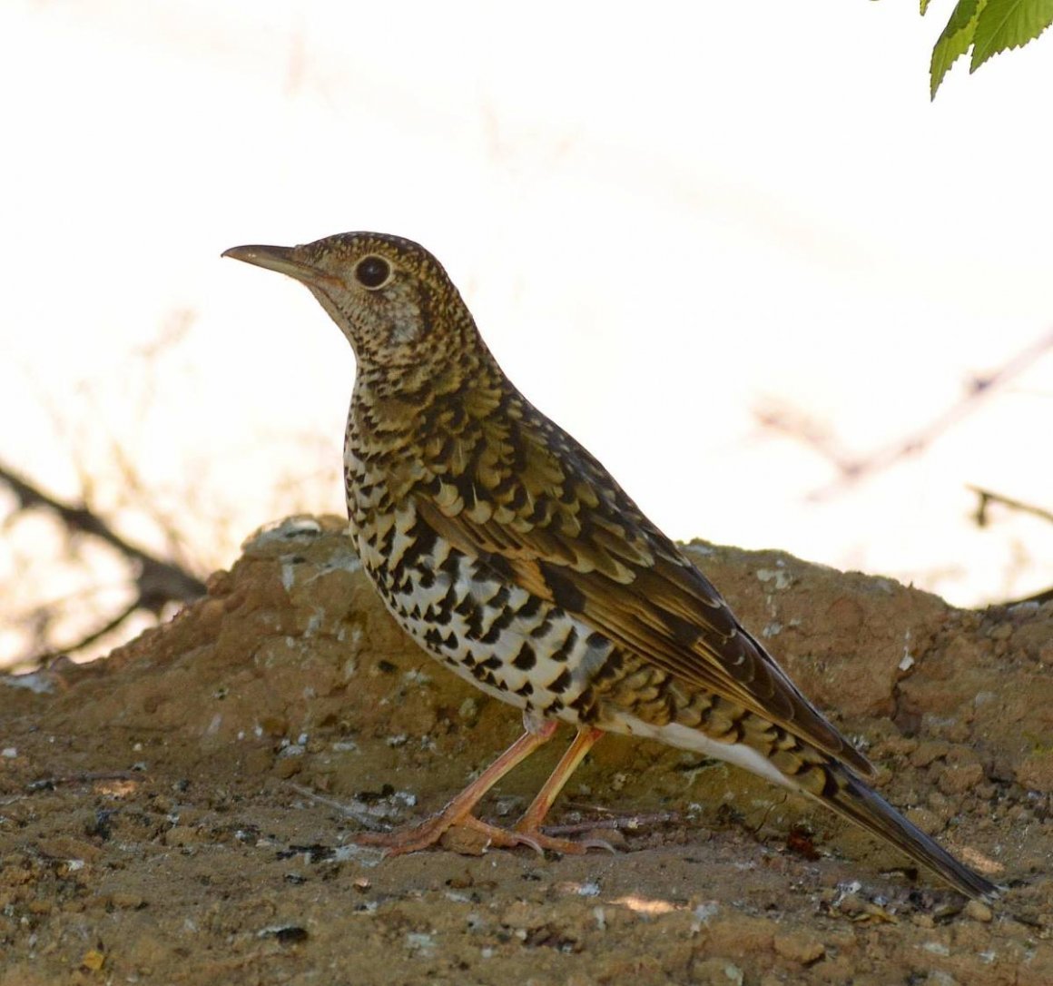 Пестрый Земляной Дрозд