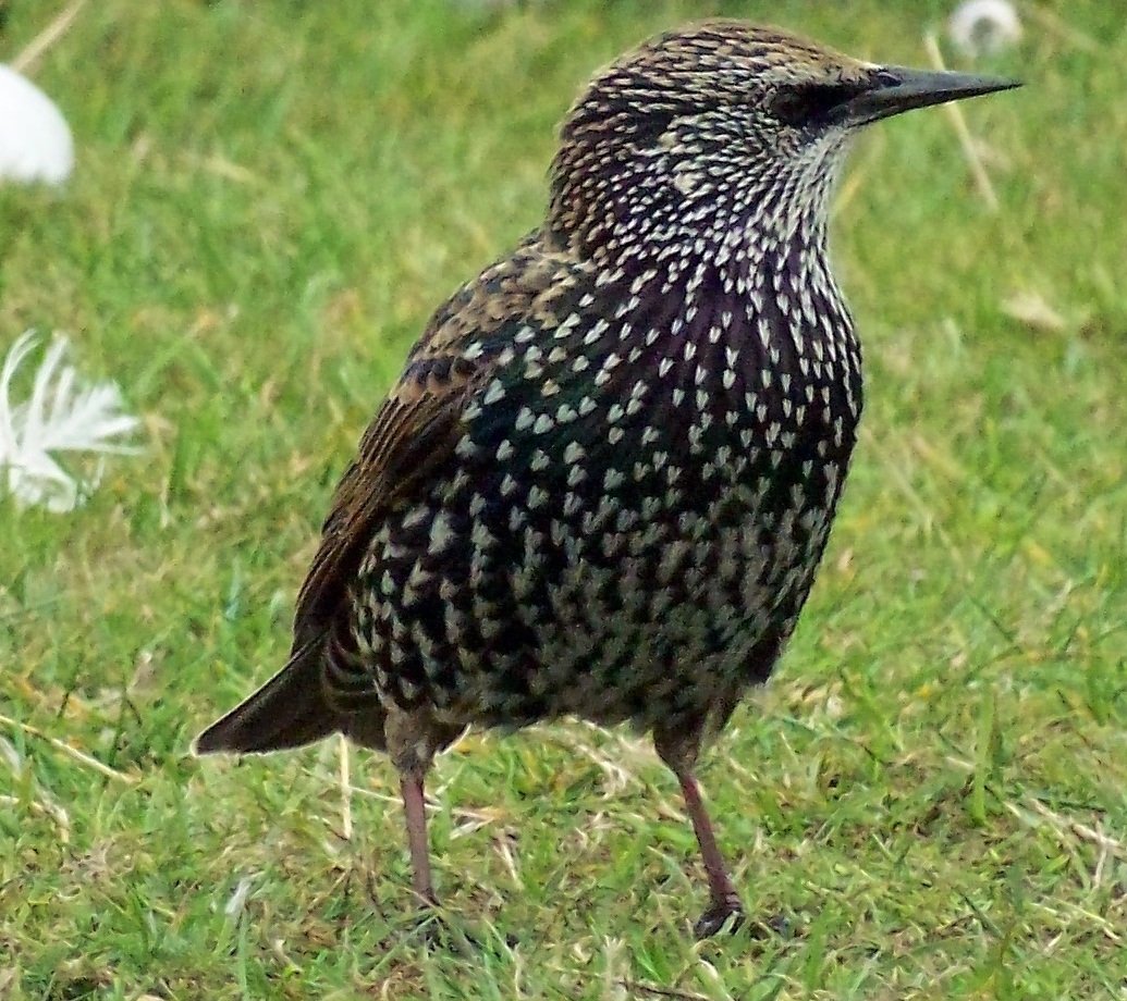 Скворец пятнистый