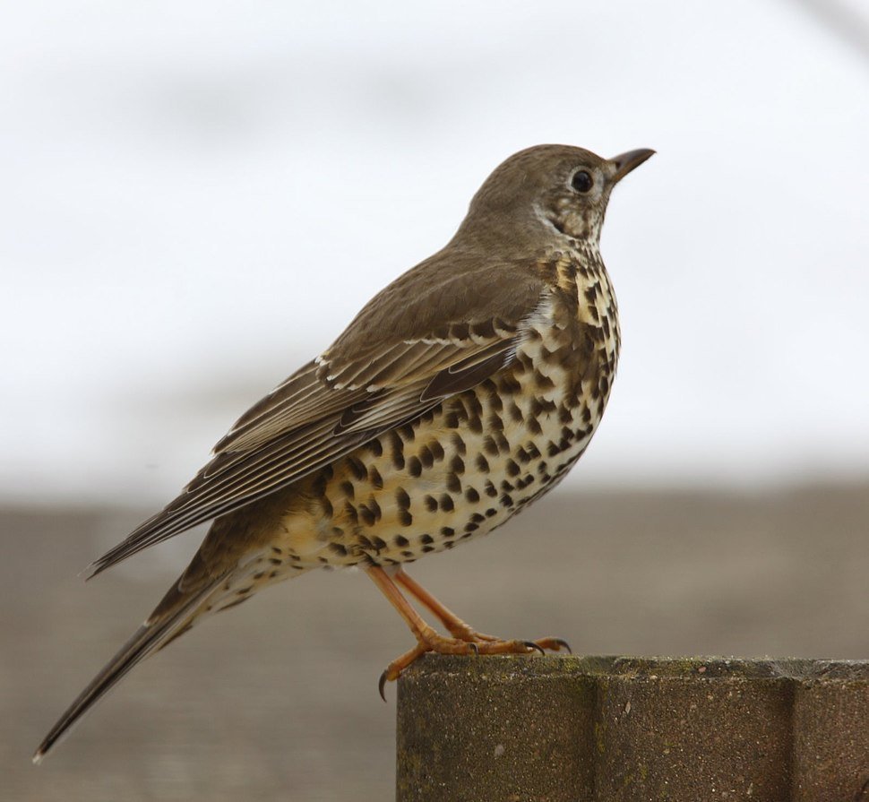 Turdus viscivorus