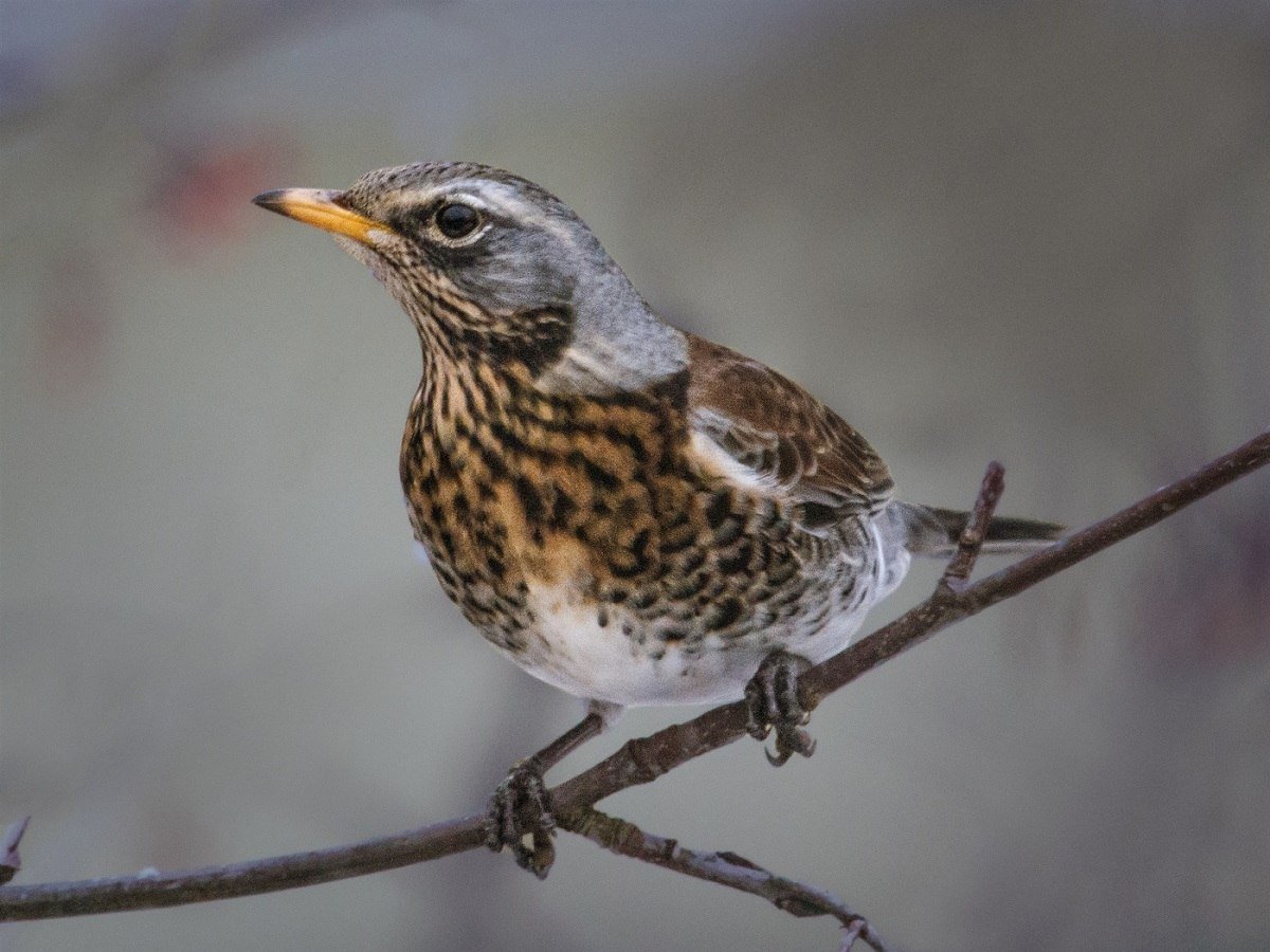 Лесные птицы Дрозд белобровик