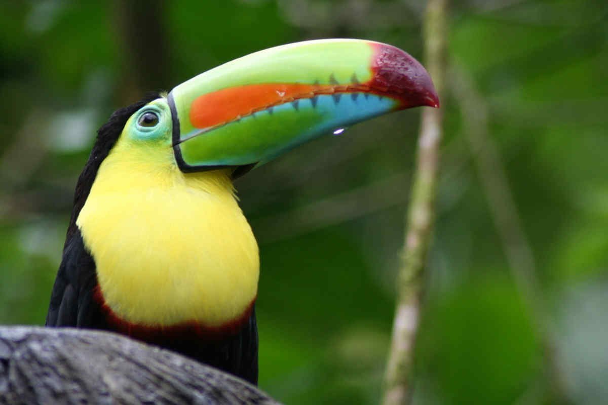 Животный мир экваториальных тропических лесов. Тукан сельвы Южной Америки. Тукан Амазонка. Животный мир влажных экваториальных лесов Южной Америки. Тукан Коста Рика.