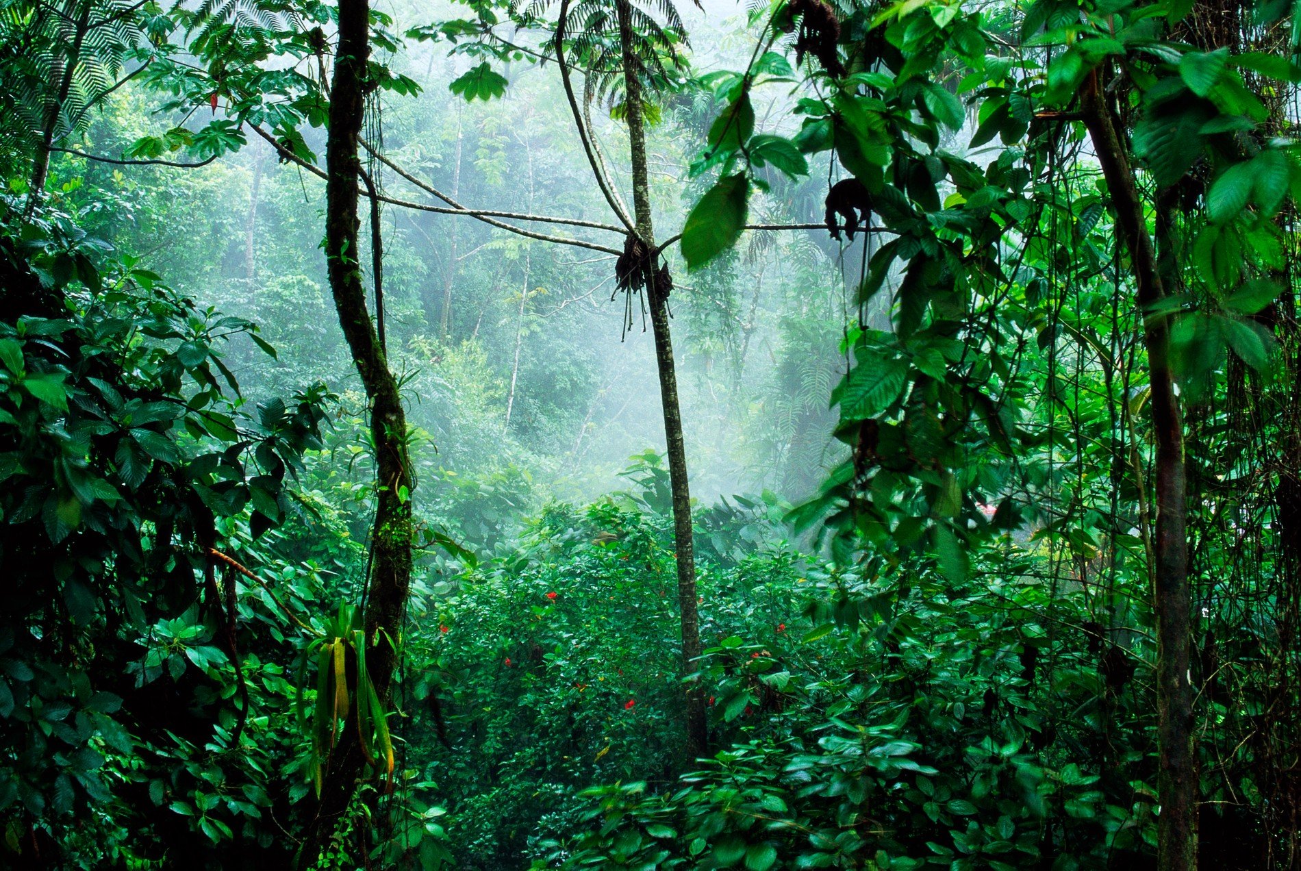 Джунгли вечером в среду. Коста Рика тропический лес. Влажные тропические леса. Леса джунгли.