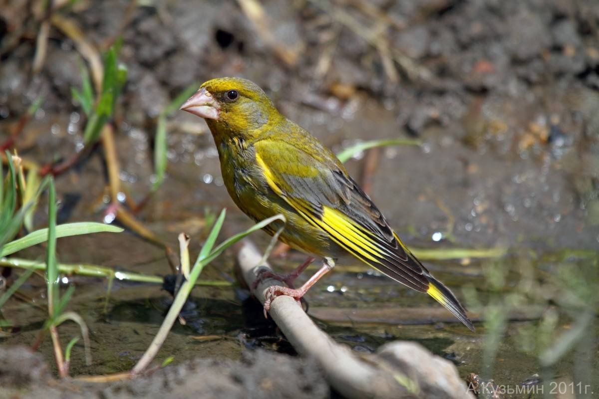 Зеленушка Ростовская область