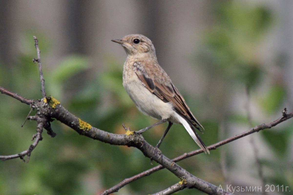 Каменка попутчик птица