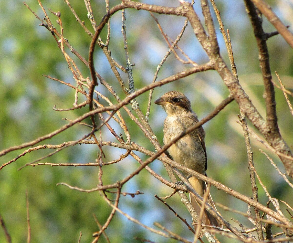 Соловей жулан разбойник сорокопут