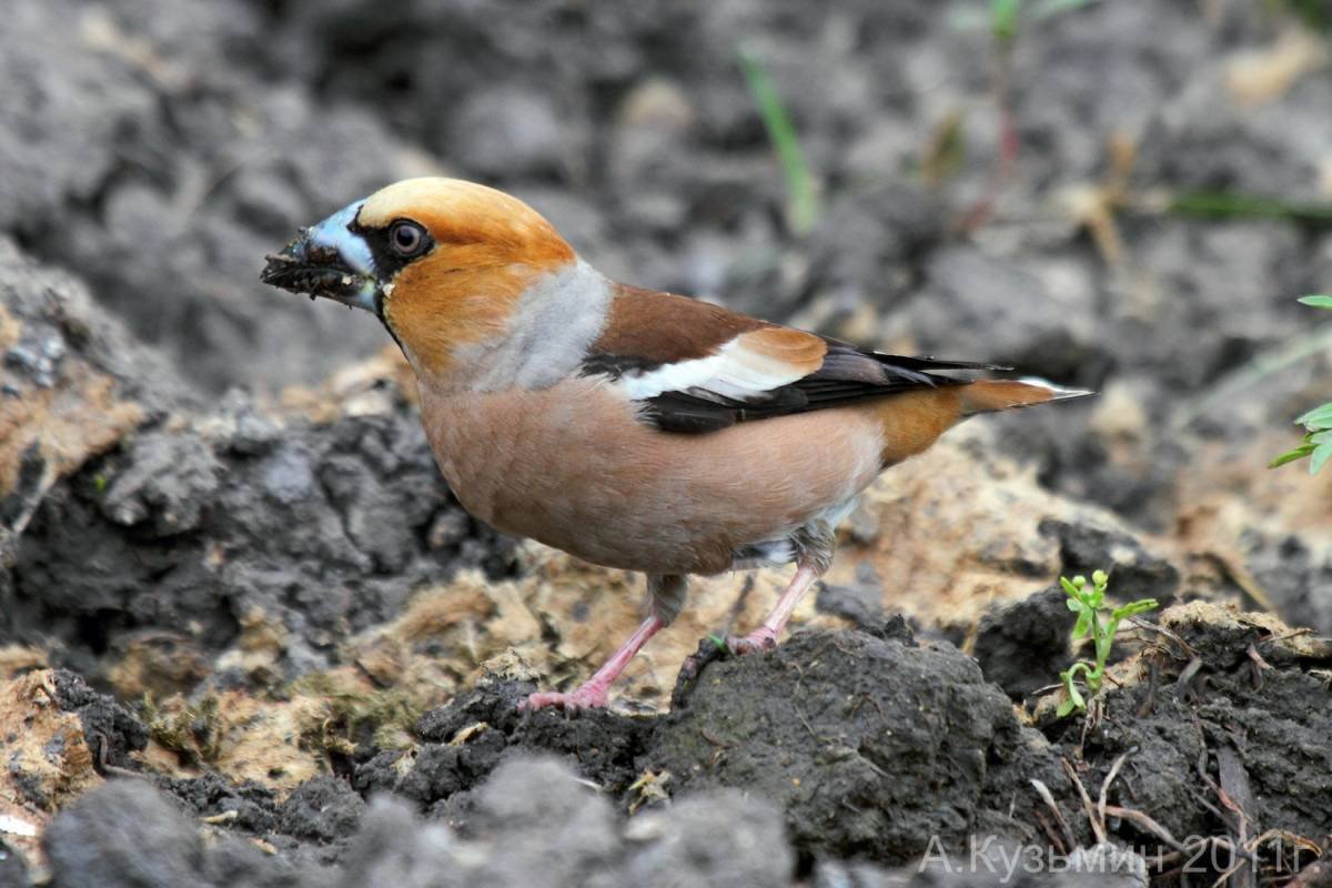 Городские птицы Ростовской области