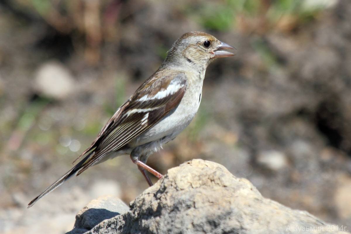 Птицы Ростовской области Зяблик