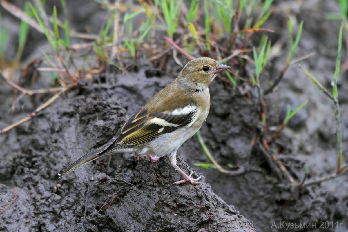 Певчие птицы Ростовской области