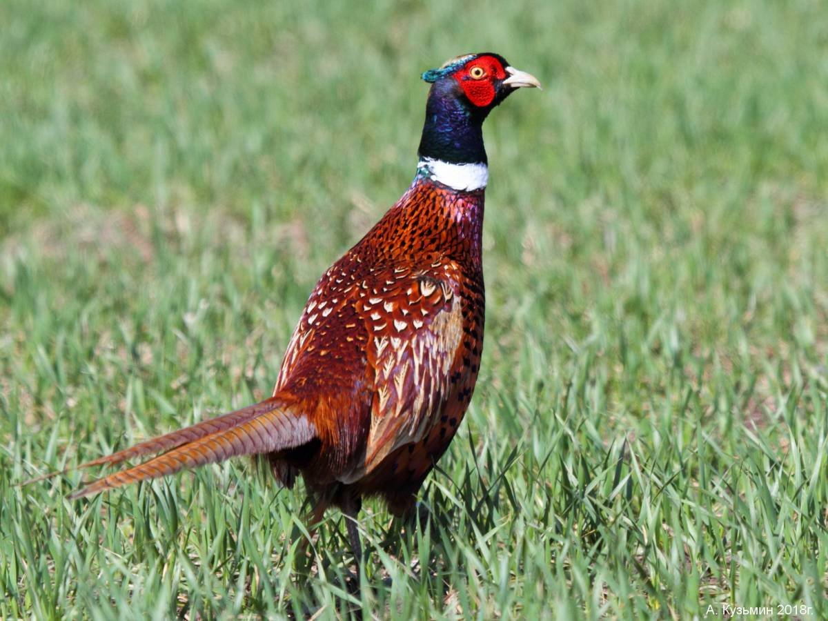 Phasianus colchicus colchicus