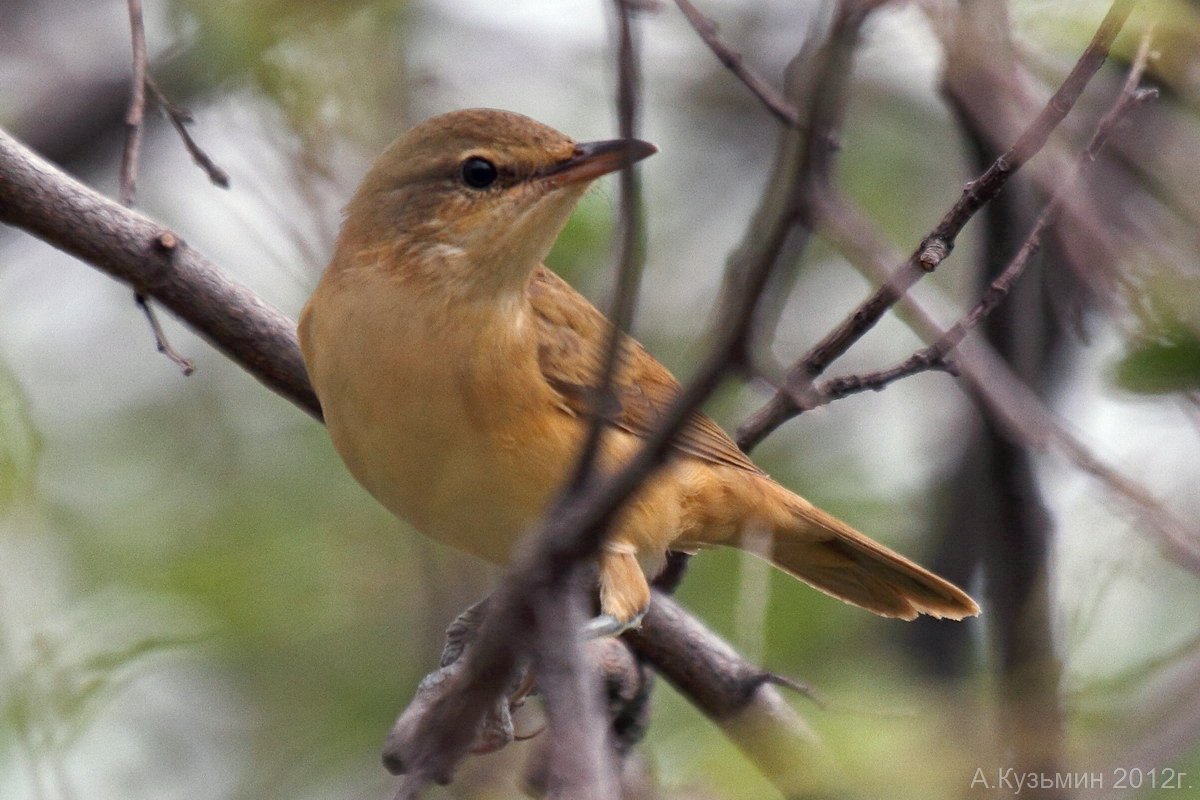 Птицы Ростовской области