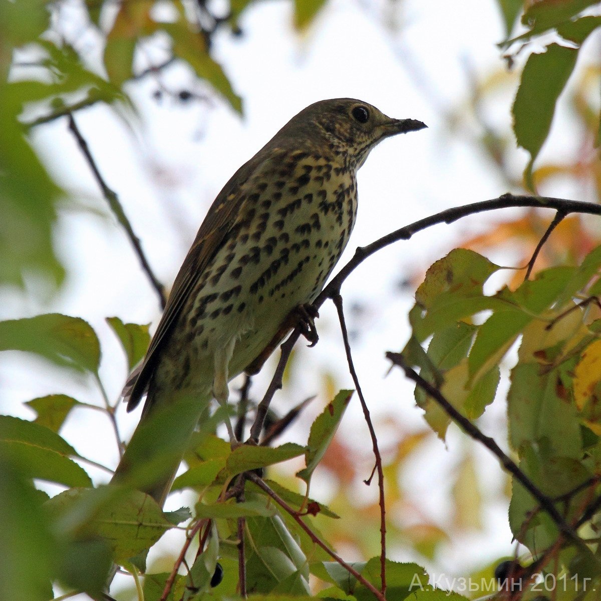 Лесные птицы Дрозд Ленинградской области