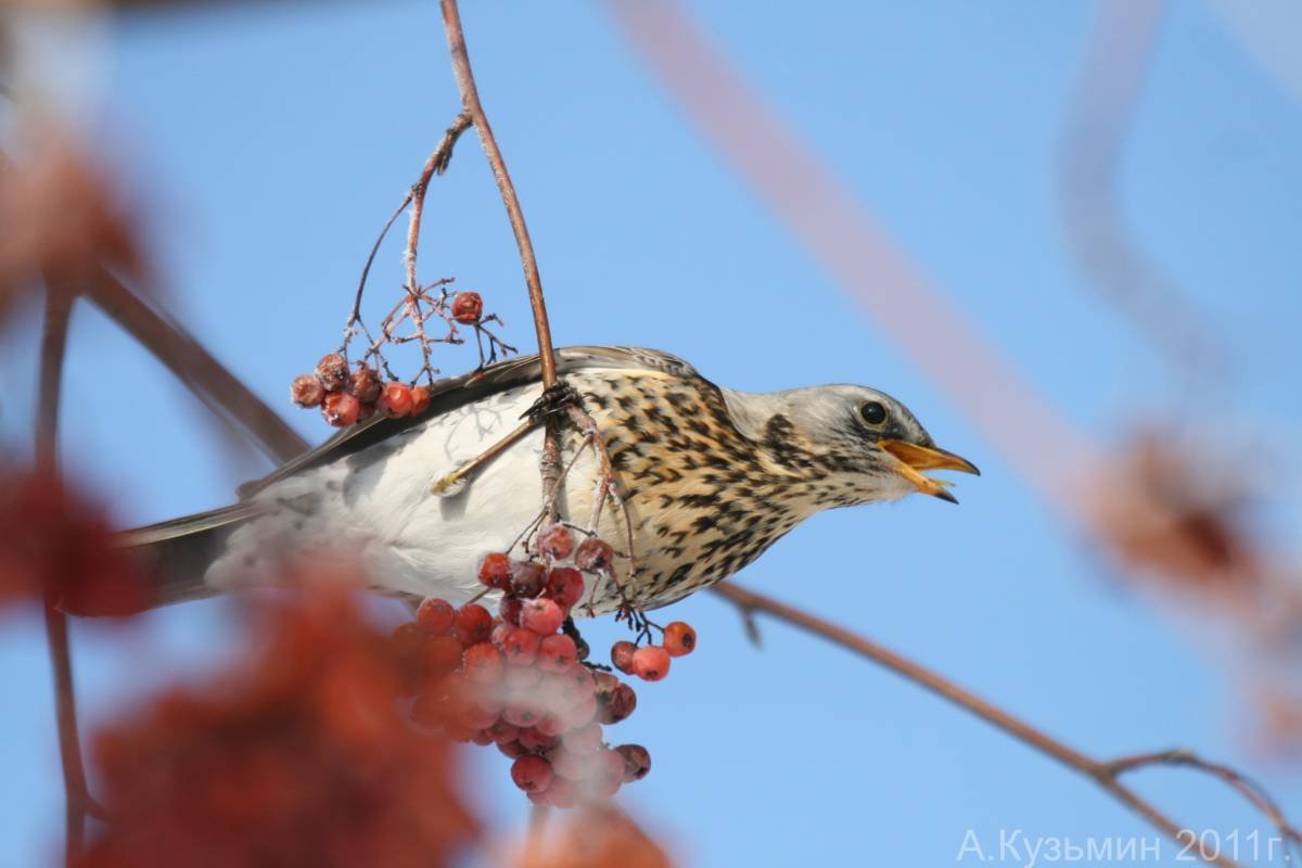 Осенние птицы Ростовской области