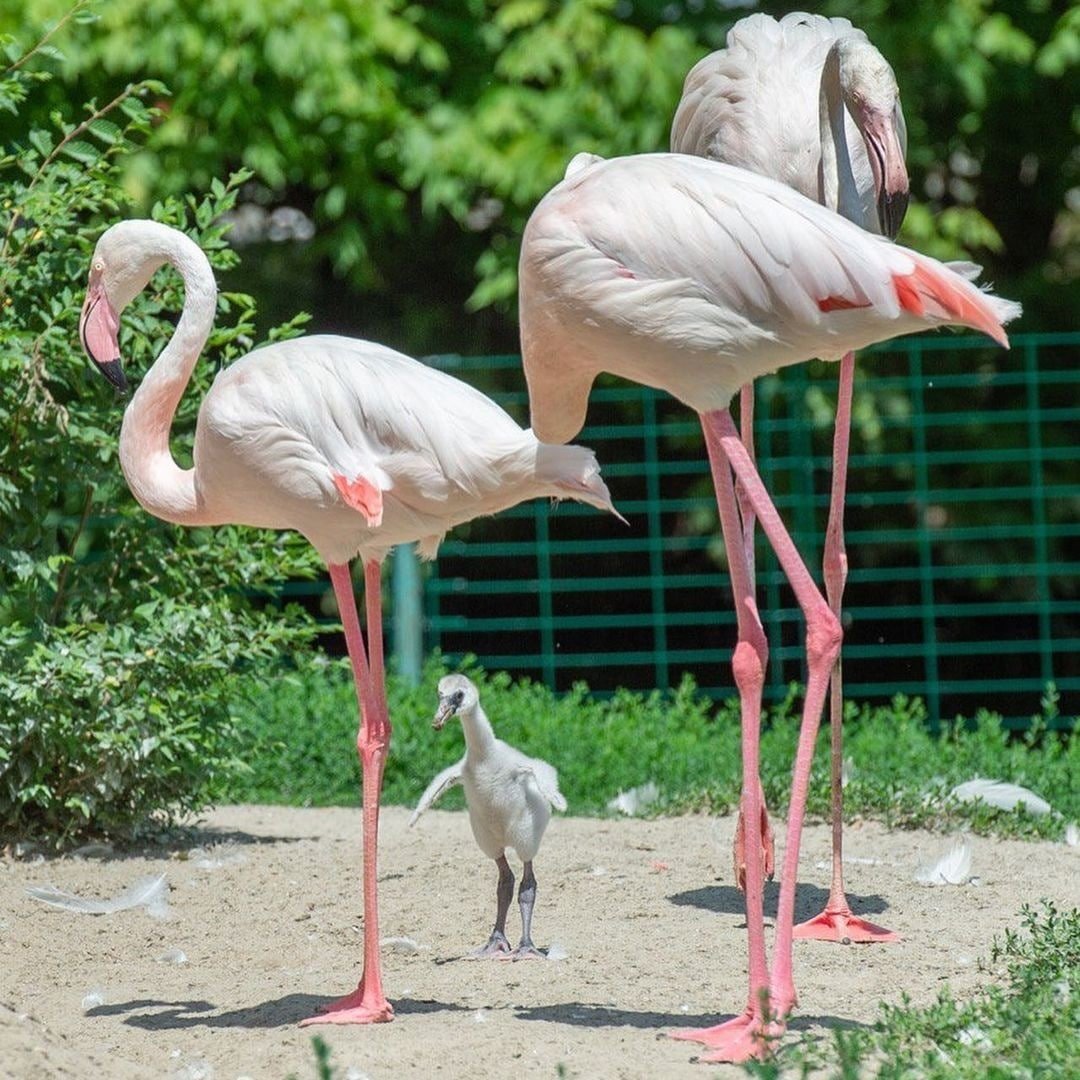 Розовый Фламинго Ростовский зоопарк