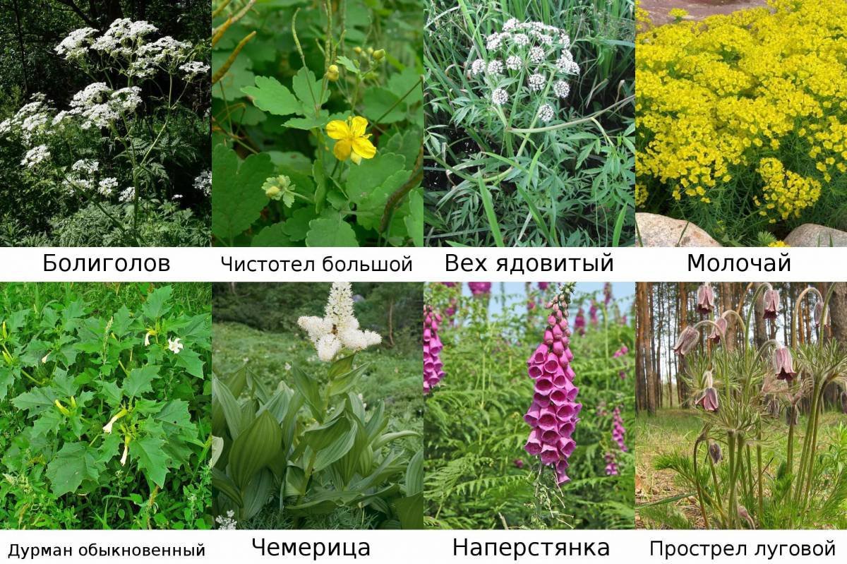 Ядовитые травы для животных