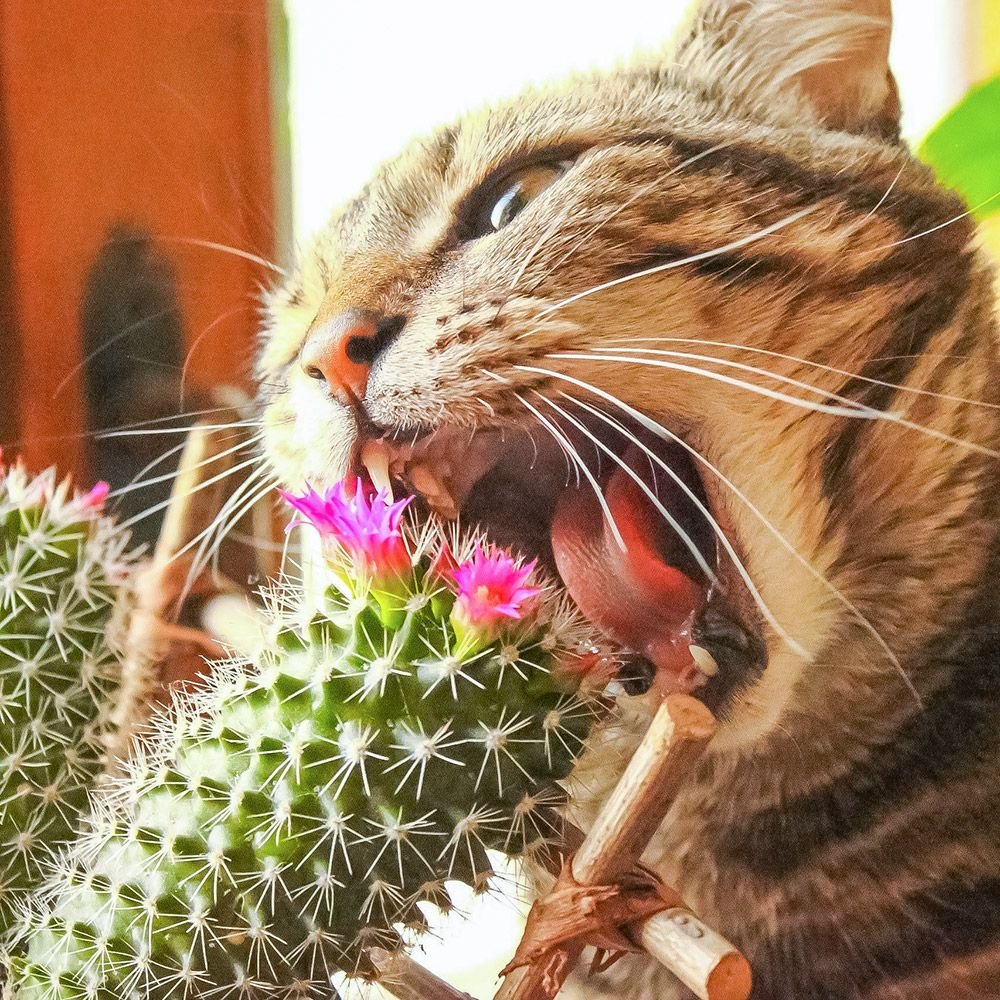 Кот ест цветы