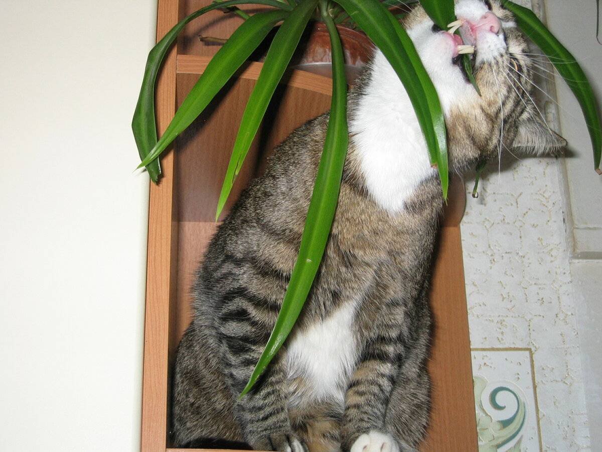 Кошка и комнатные цветы