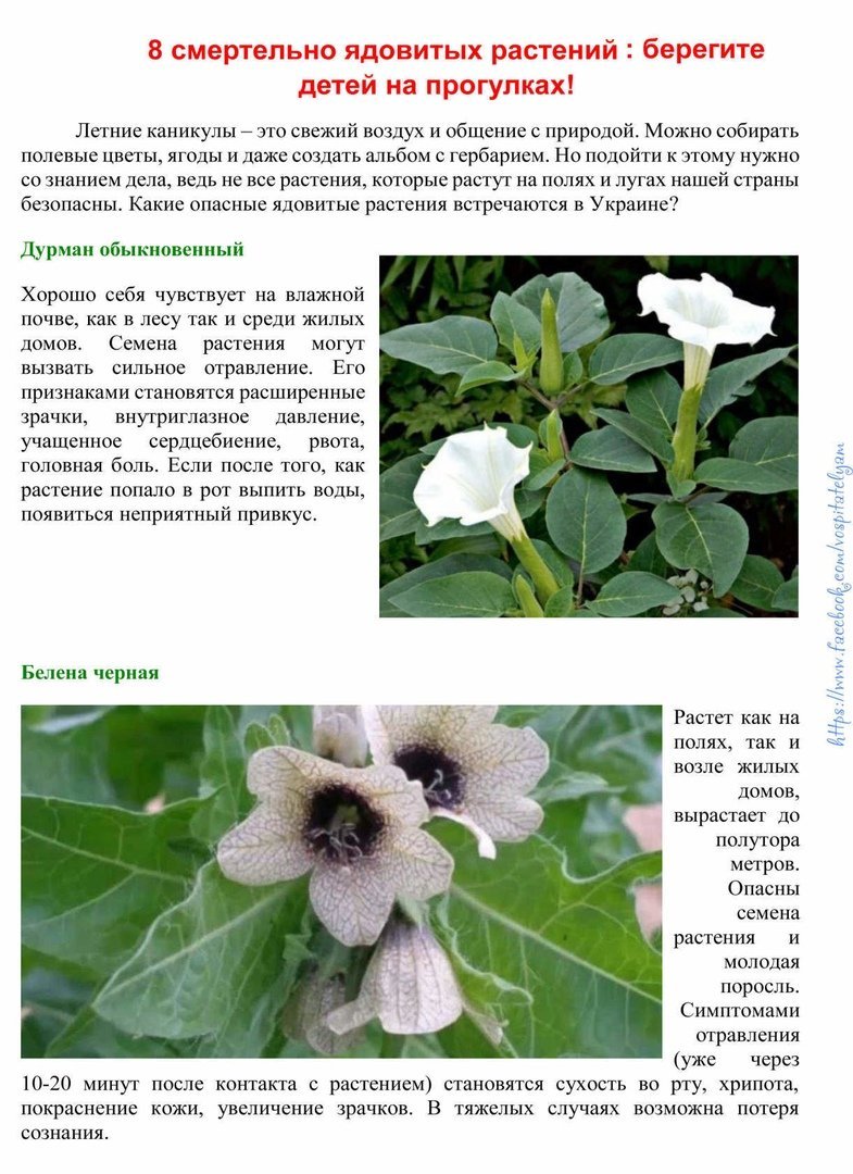Смертельное растение ядовитое растение
