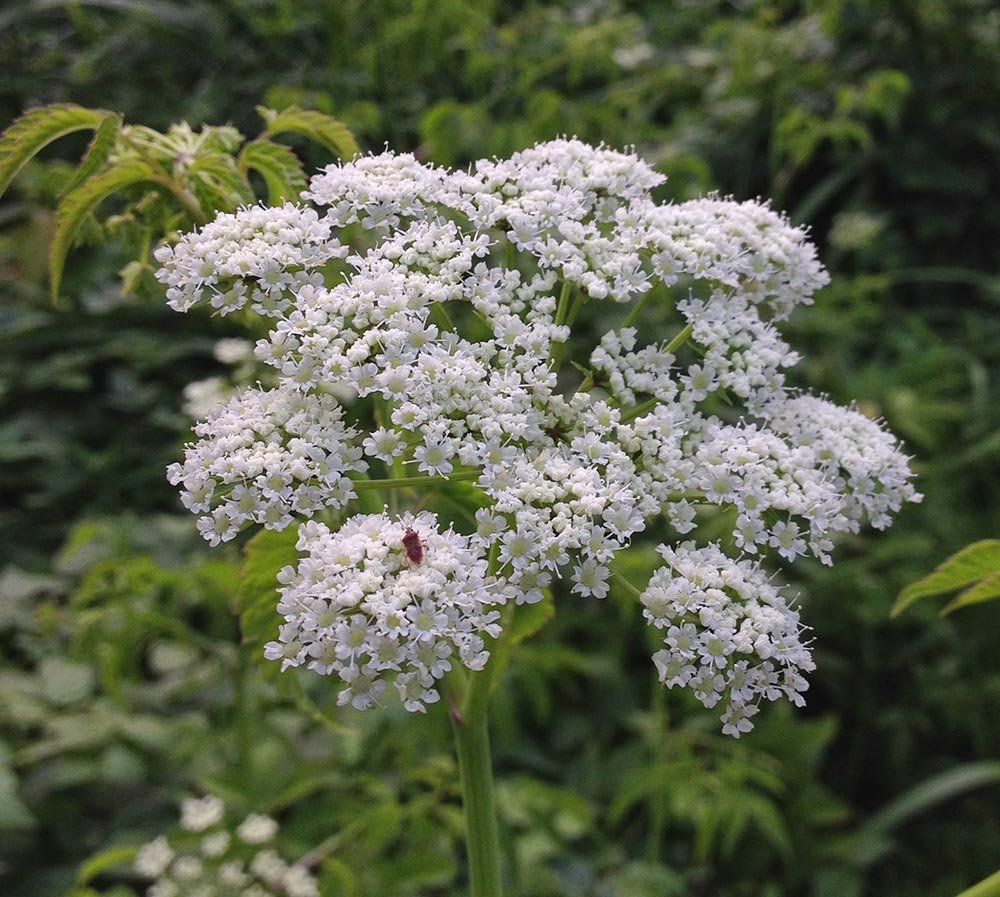 Ядовитые растения в саду