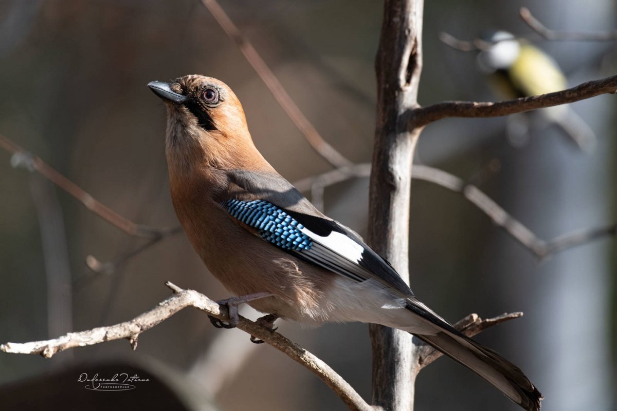 Сойка европейская