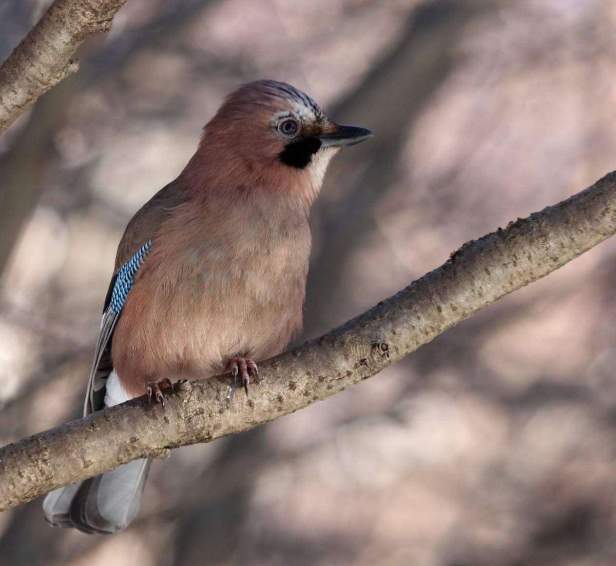 Сойка Подмосковная