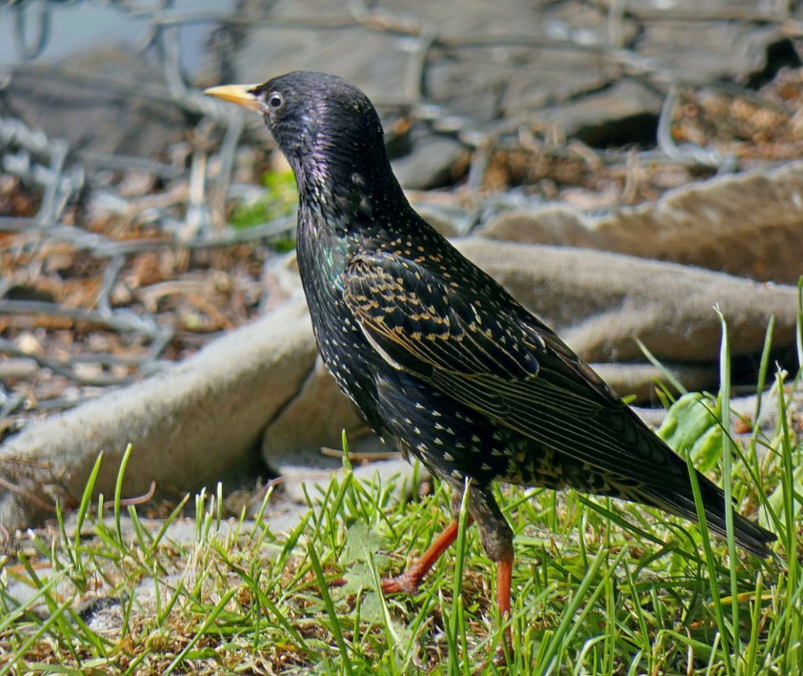 Скворец пятнистый