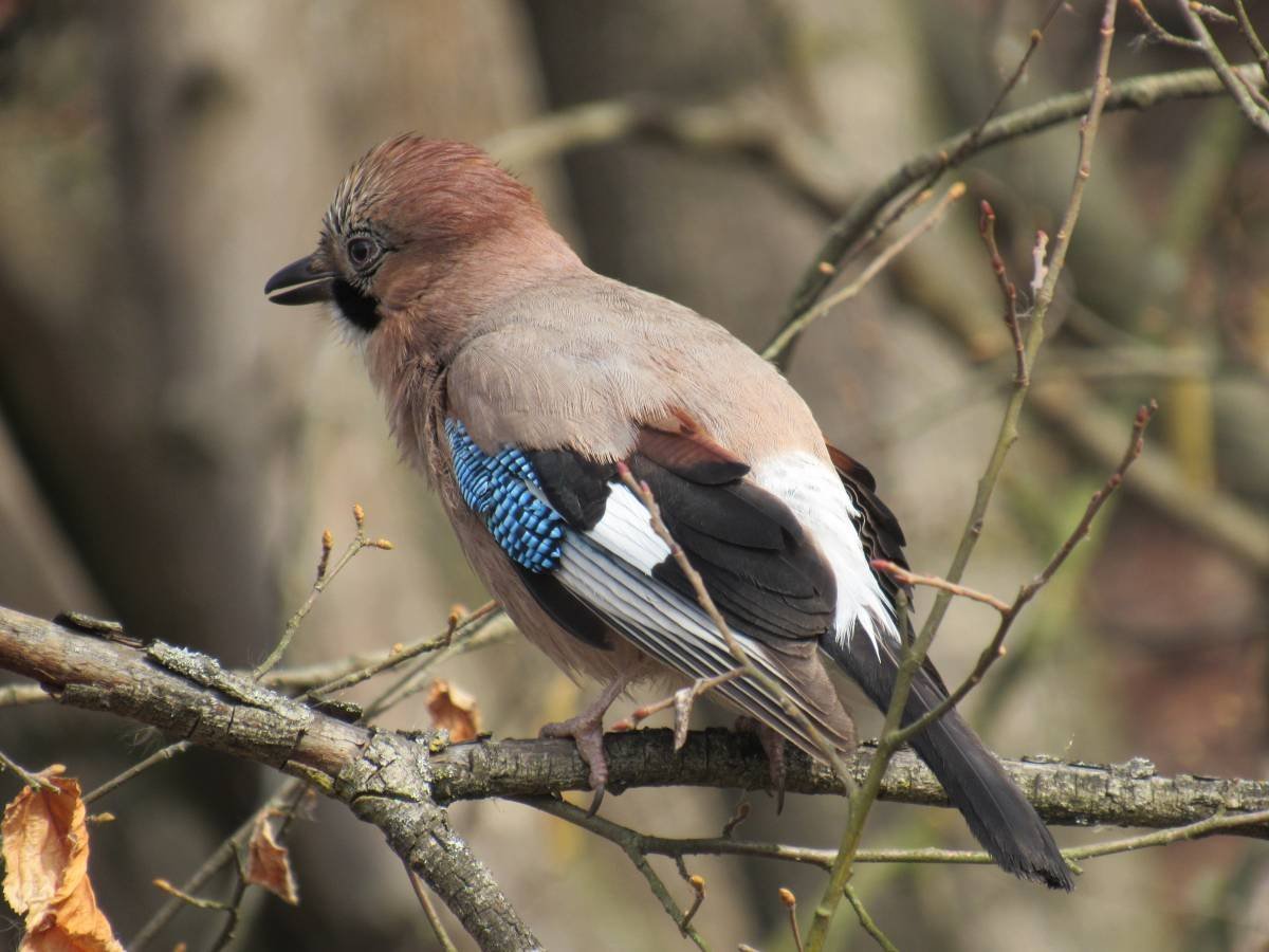 Крупные птицы подмосковья