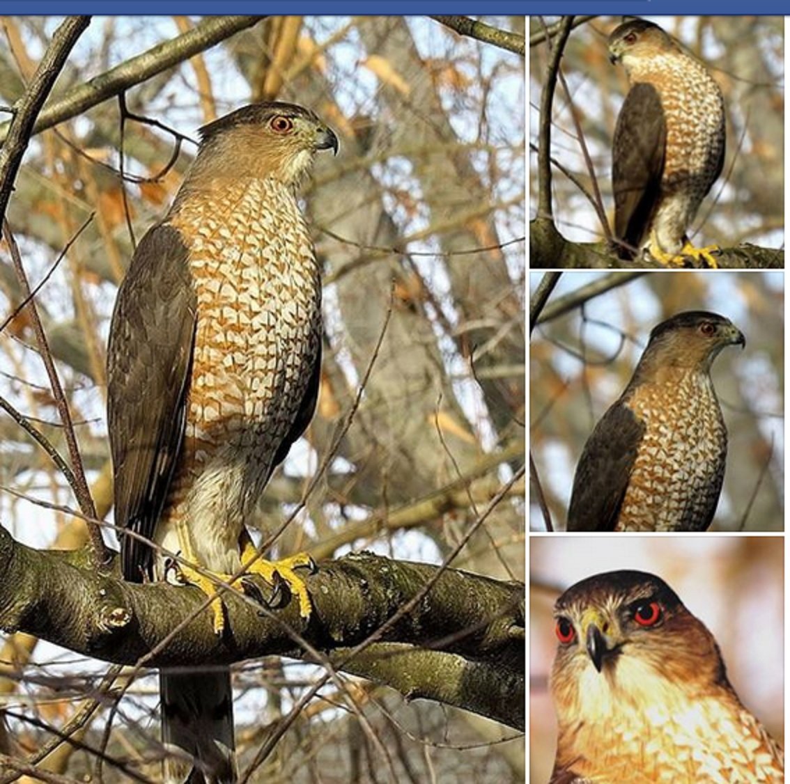 Accipiter cooperii