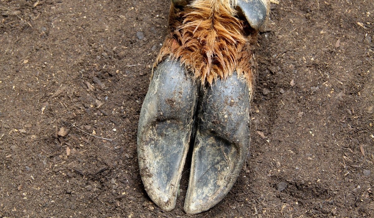 Копыто лося след