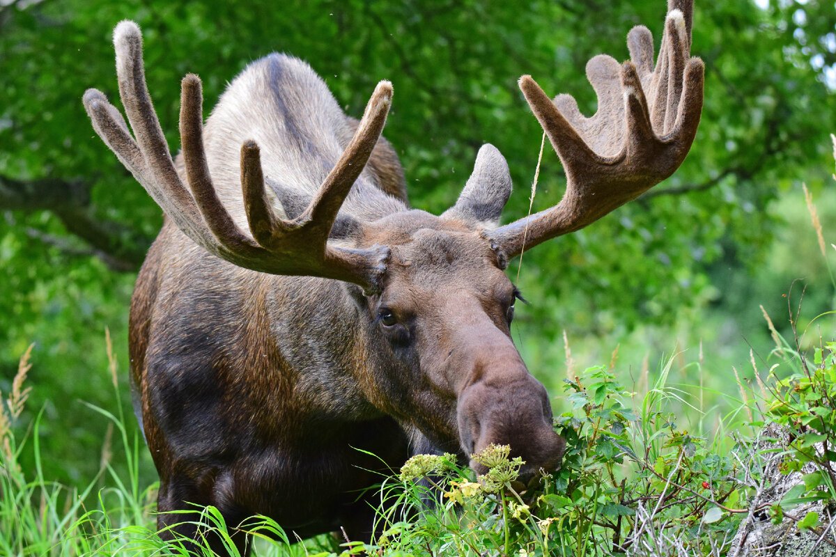 Лось в городе